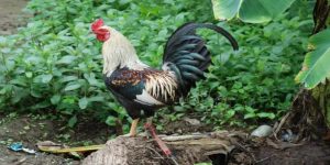 Gà bạch đầu cùng những thông tin mới nhất về chiến kê