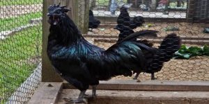 Gà chân chì - Một số giống gà phổ biến nhất hiện nay