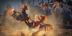 Luật đá gà - Những quy định cần tuân thủ khi cá cược